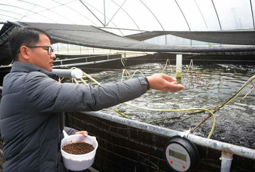 湖南瀏陽創(chuàng)循環(huán)水微生物科技養(yǎng)殖 南美白對(duì)蝦 和鱸魚新模式