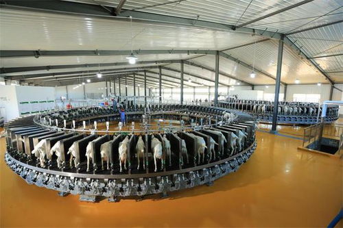 奶源制勝時(shí)代 國貨之光星飛洋強(qiáng)勢來襲